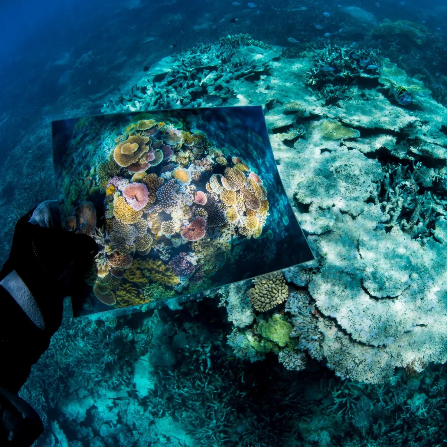 Reef-Before-After - David Doubilet